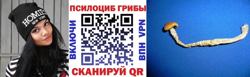 магазин наркотиков Дербент Псилоцибиновые грибы GOLDEN TEACHER